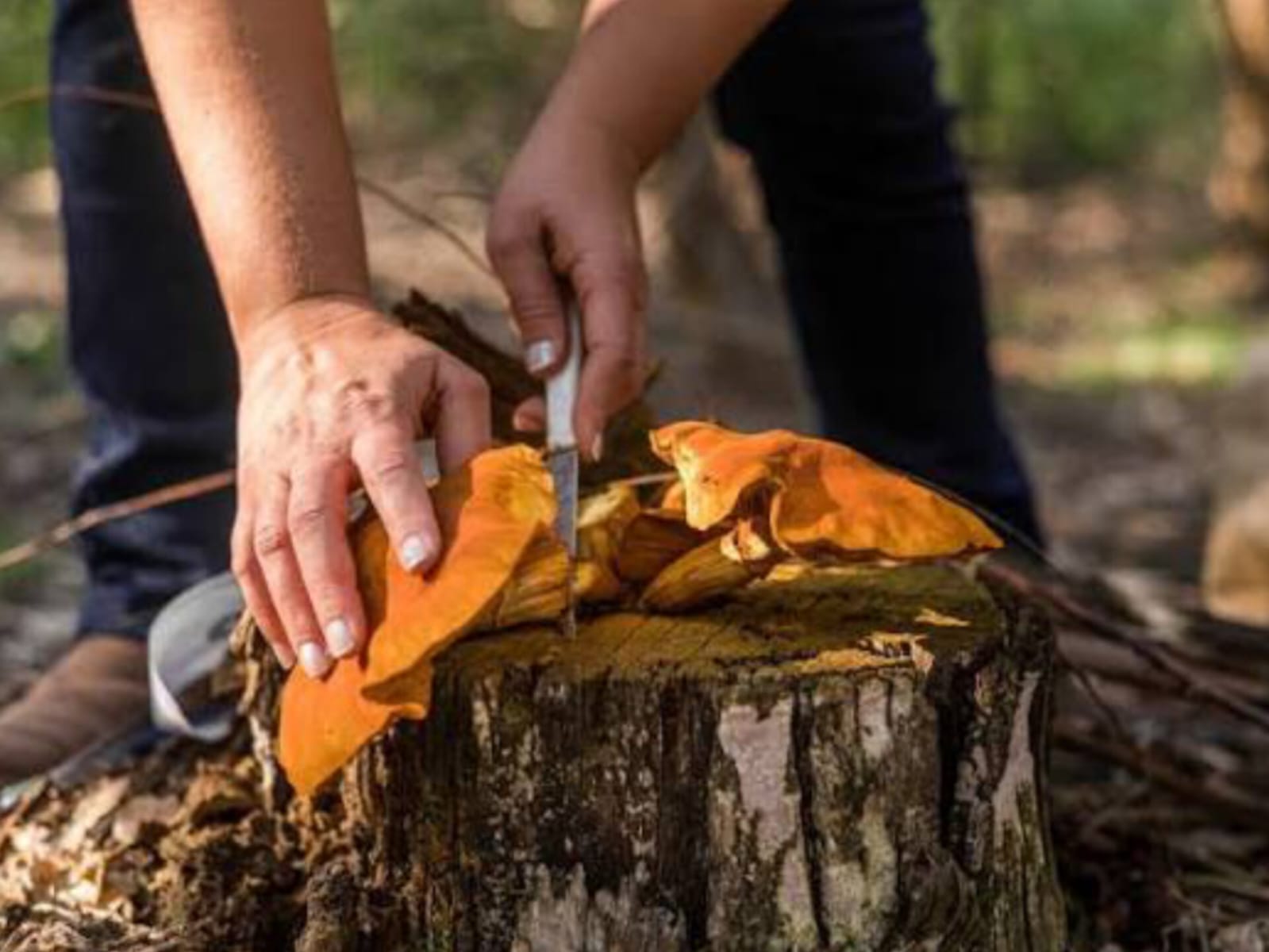 Montes del Plata impulsa una nueva edición del Encuentro del Mundo Fungi en Orgoroso