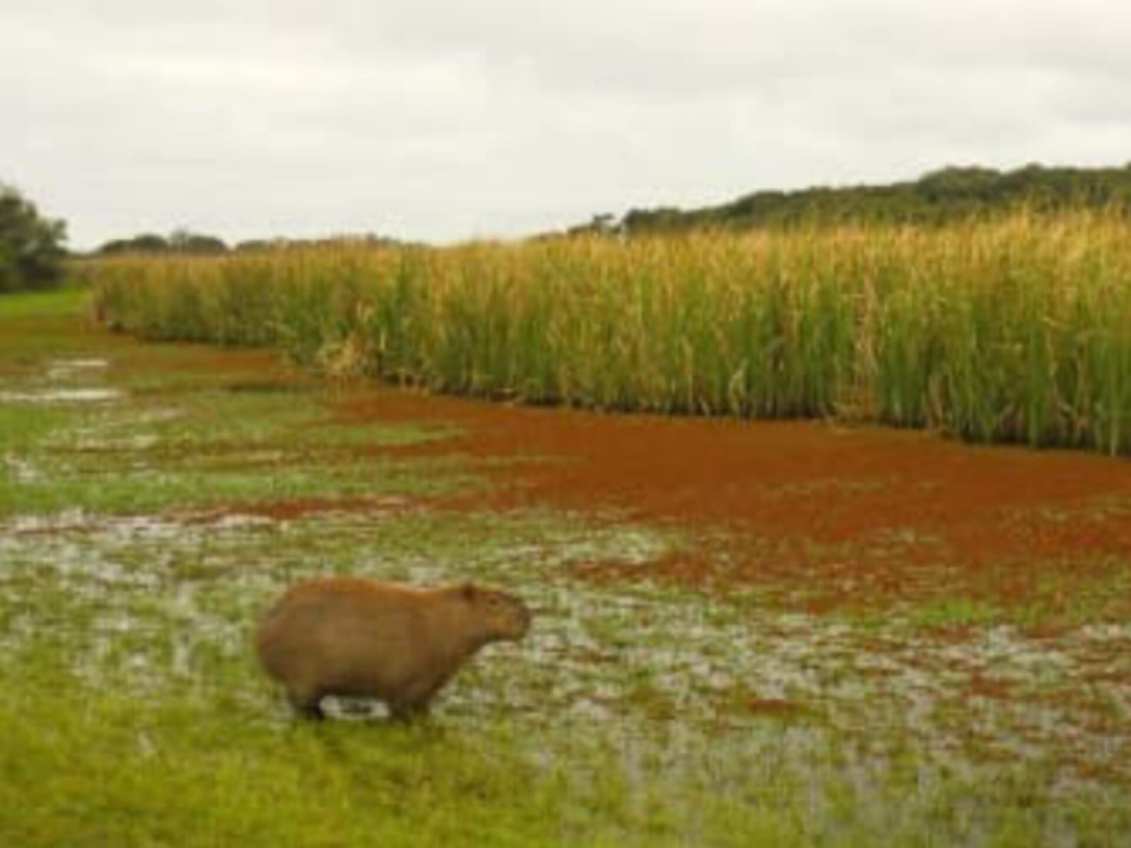 Decretaron ampliación del Parque Nacional Esteros de Farrapos e Islas del Río Uruguay